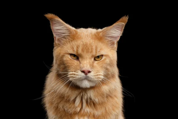 Closeup portrait Ginger Maine Coon Cat Isolated on Black Background — Stock Photo, Image