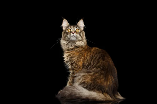 Maine Coon Katze sitzt, sucht Interesse isoliert auf schwarzem Hintergrund — Stockfoto