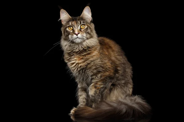 Tabby Maine Coon Cat sitzt isoliert auf schwarzem Hintergrund — Stockfoto