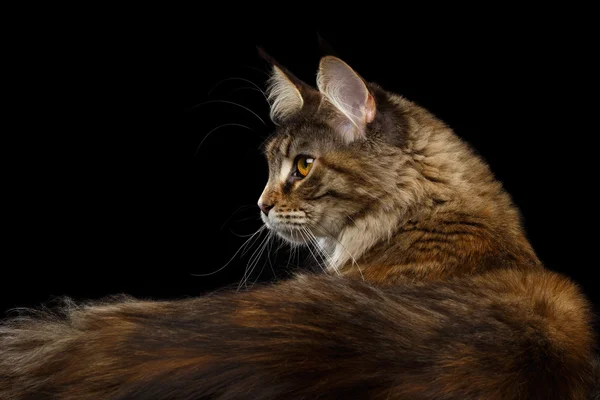 Nahaufnahme Maine Coon Katze Porträt isoliert auf schwarzem Hintergrund — Stockfoto