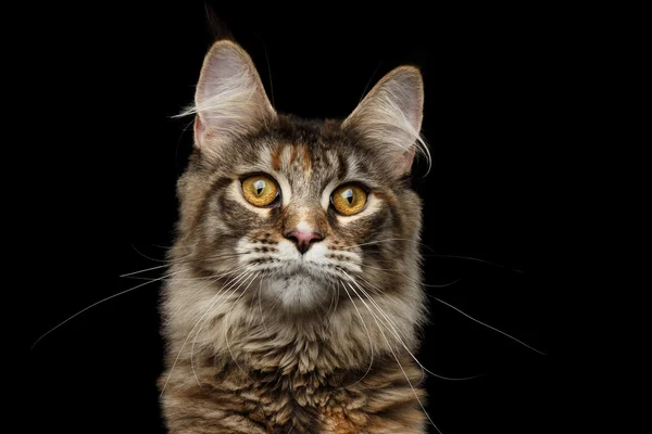 Nahaufnahme Porträt Maine Coon Cat isoliert auf schwarzem Hintergrund — Stockfoto