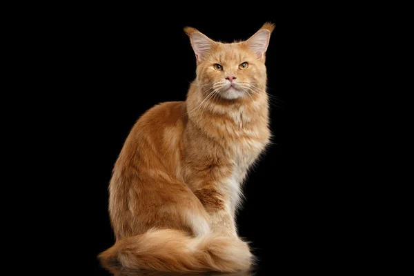 Ingwer Maine Coon Katzenblick sieht isoliert auf schwarzem Hintergrund aus — Stockfoto