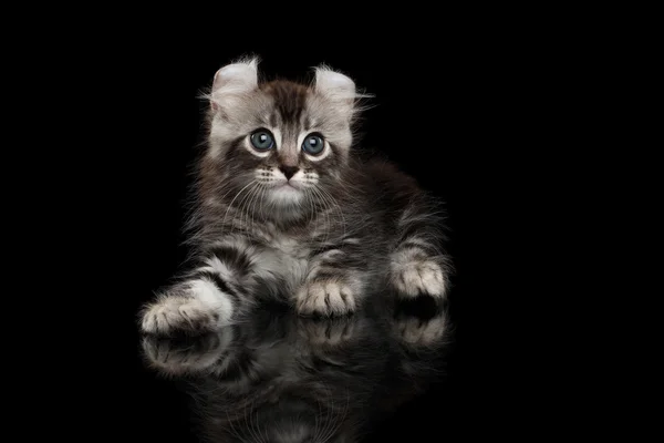 Симпатичный американский кудрявый котенок с острыми ушами на черном фоне — стоковое фото