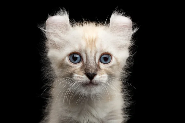 Cute American Curl Kitten with Twisted Ears Isolated Black Background — Stock Photo, Image