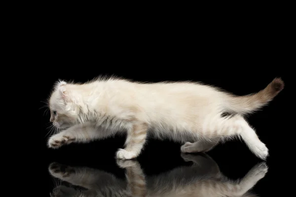 Bükülmüş kulakları izole siyah arka plan ile şirin Amerikalı kıvırmak yavru kedi — Stok fotoğraf