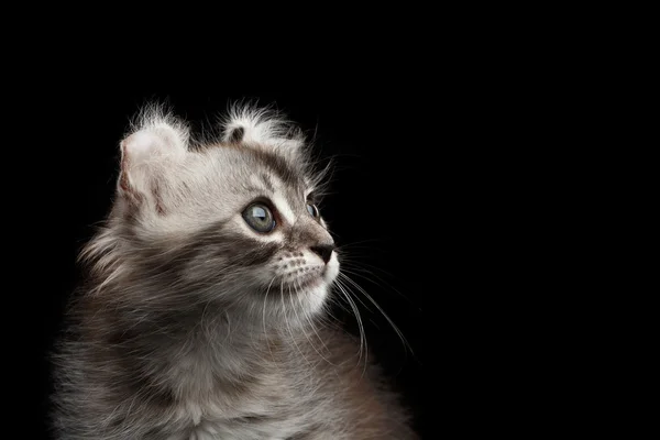 Draguta american curl Kitten cu urechi răsucite izolat fundal negru — Fotografie, imagine de stoc