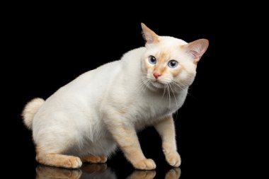 Fantastik doğurmak Mekong Bobtail kedi izole siyah arka plan