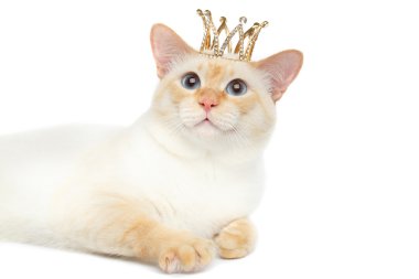 Fantastik doğurmak Mekong Bobtail kedi izole beyaz arka plan