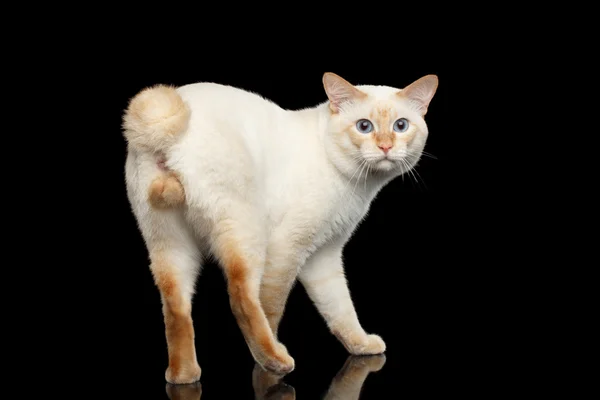 Fantastic breed Mekong Bobtail Cat Isolated Black Background — Stock Photo, Image