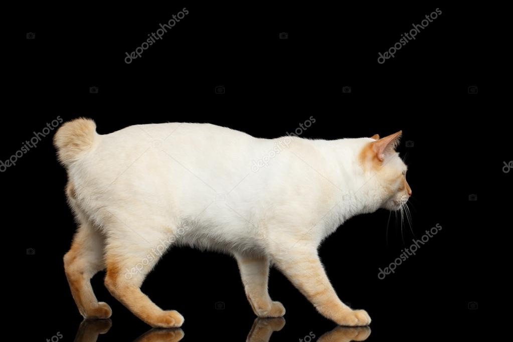 Pięknej Rasy Bez Tła Czarny Na Białym Tle Ogon Mekong