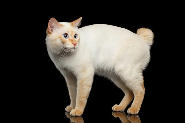 Красиві породи без хвіст Меконг бобтейл кішка ізольованих чорного тла — стокове фото