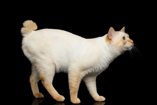 Prachtig ras zonder staart Mekong Bobtail kat geïsoleerde zwarte achtergrond — Stockfoto