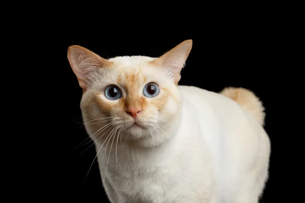 아름 다운 품종 메콩 꼬리 자른 고양이 격리 블랙 배경 — 스톡 사진