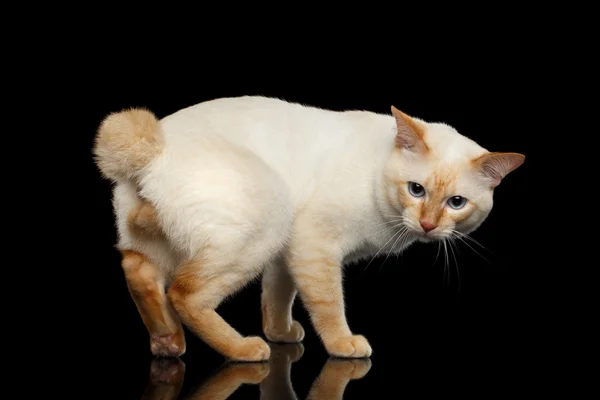 Bela raça sem cauda Mekong Bobtail gato isolado fundo preto — Fotografia de Stock