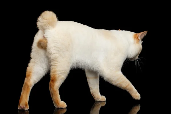 尾メコン ボブテイル猫分離黒背景なし美しい品種 — ストック写真