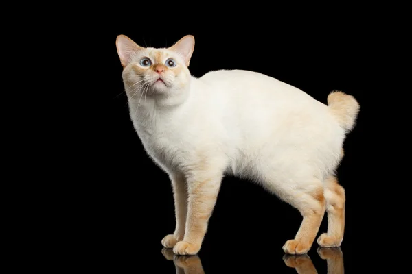 Beautiful breed without Tail Mekong Bobtail Cat Isolated Black Background — Stock Photo, Image