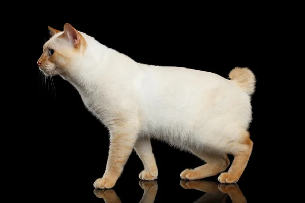 꼬리 메콩 꼬리 자른 고양이 격리 블랙 배경 없이 아름 다운 품종 — 스톡 사진