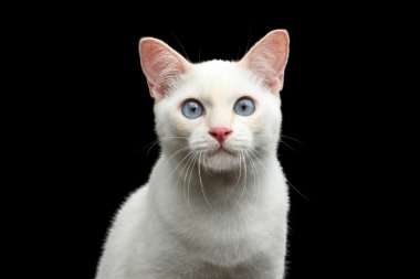 Kuyruk Mekong Bobtail kedi izole siyah arka plan olmadan güzel doğurmak