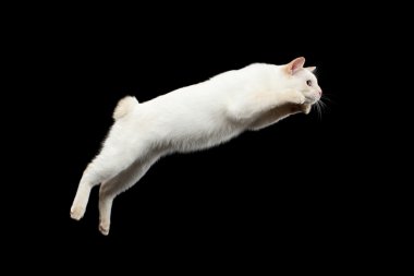 Kuyruk Mekong Bobtail kedi izole siyah arka plan olmadan güzel doğurmak