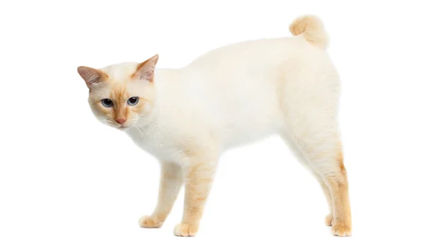 Hermosa raza Mekong Bobtail gato aislado fondo blanco — Foto de Stock