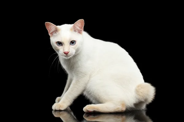 Bella razza senza coda Mekong Bobtail gatto isolato sfondo nero — Foto Stock