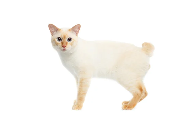 Красиві породи Меконг бобтейл кішка ізольованих білий фон — стокове фото