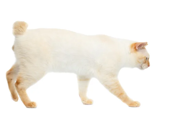 Prachtig ras Mekong Bobtail kat geïsoleerde witte achtergrond — Stockfoto