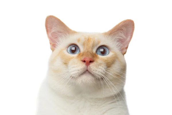 美しい品種メコン ボブテイル猫分離白背景 — ストック写真