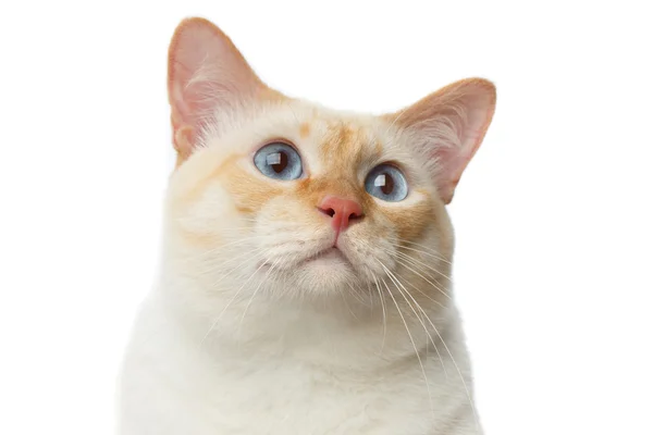 美しい品種メコン ボブテイル猫分離白背景 — ストック写真