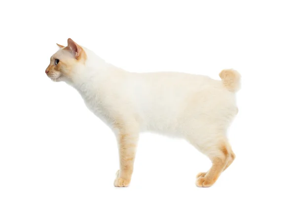 Prachtig ras Mekong Bobtail kat geïsoleerde witte achtergrond — Stockfoto