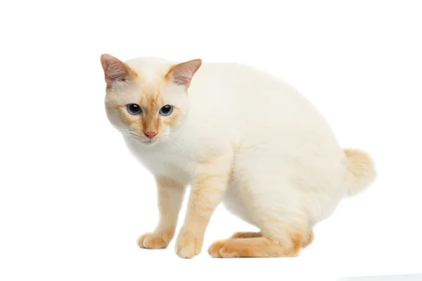 Όμορφη ράτσα Μεκόνγκ Bobtail γάτα απομονωμένες λευκό φόντο — Φωτογραφία Αρχείου