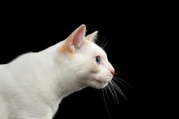 Beautiful breed without Tail Mekong Bobtail Cat Isolated Black Background — Stock Photo, Image