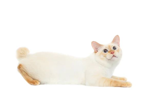 Beautiful breed Mekong Bobtail Cat Isolated White Background — Stock Photo, Image