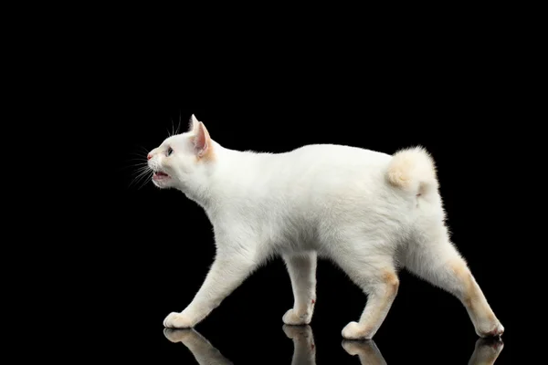 Bela raça sem cauda Mekong Bobtail gato isolado fundo preto — Fotografia de Stock