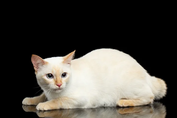 Beautiful breed without Tail Mekong Bobtail Cat Isolated Black Background — Stock Photo, Image