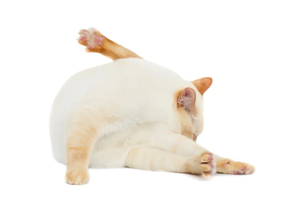 Красиві породи Меконг бобтейл кішка ізольованих білий фон — стокове фото