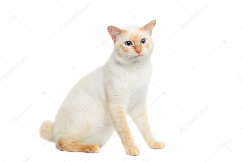 Pięknej Rasy Mekong Bobtail Kot Na Białym Tle Białe Tło Zdjęcie