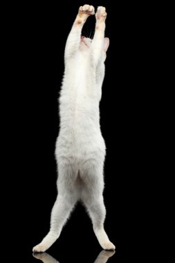 Kuyruk Mekong Bobtail kedi izole siyah arka plan olmadan güzel doğurmak