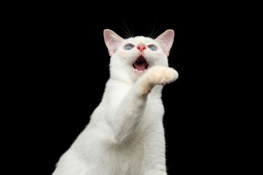 Kuyruk Mekong Bobtail kedi izole siyah arka plan olmadan güzel doğurmak