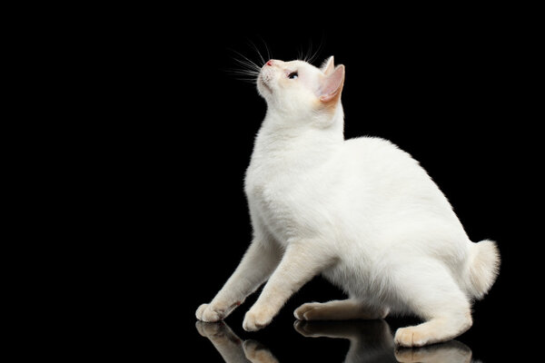 Beautiful breed without Tail Mekong Bobtail Cat Isolated Black Background