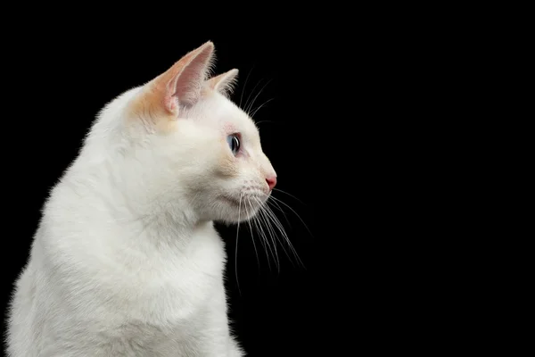 Beautiful breed without Tail Mekong Bobtail Cat Isolated Black Background — Stock Photo, Image