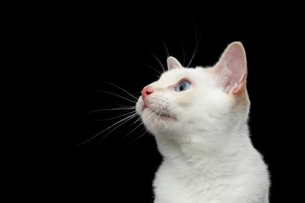 Όμορφη ράτσα χωρίς ουρά Μεκόνγκ Bobtail γάτα απομονωμένες μαύρο φόντο — Φωτογραφία Αρχείου