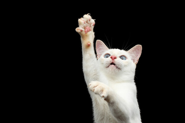 Beautiful breed without Tail Mekong Bobtail Cat Isolated Black Background