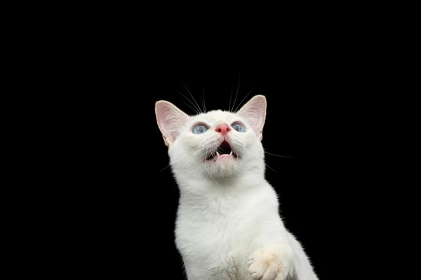 Beautiful breed without Tail Mekong Bobtail Cat Isolated Black Background — Stock Photo, Image