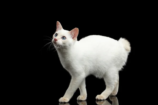 Beautiful breed without Tail Mekong Bobtail Cat Isolated Black Background — Stock Photo, Image