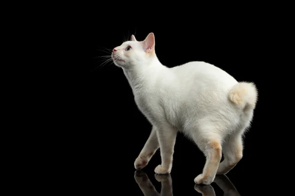 Bela raça sem cauda Mekong Bobtail gato isolado fundo preto — Fotografia de Stock