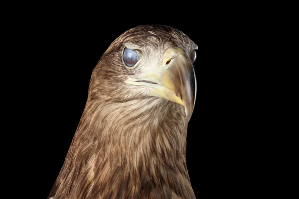 Gros plan Aigle à queue blanche, Oiseaux de proie isolés sur fond noir — Photo