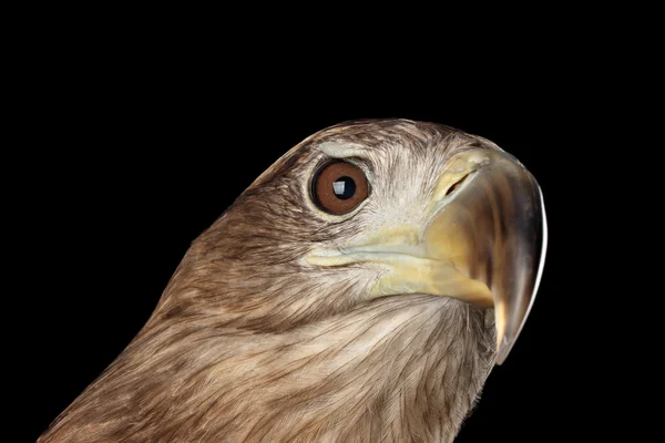 Nahaufnahme Seeadler, Greifvögel isoliert auf schwarzem Hintergrund — Stockfoto