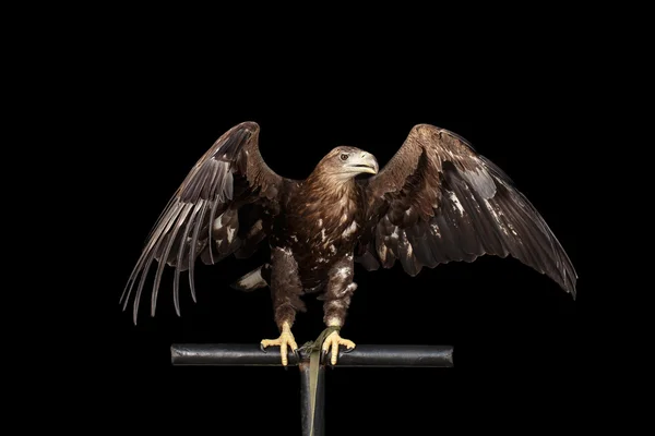 Aigle à queue blanche, Oiseaux de proie isolés sur fond noir — Photo