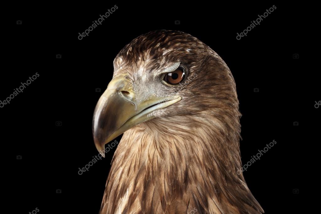 Gros Plan Pygargue à Queue Blanche Oiseaux De Proie Isolées